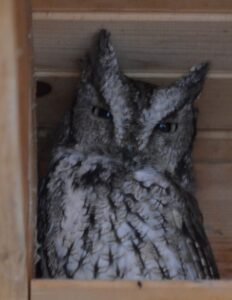 Eastern Screech Owl on our Ashford porch